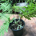 Polypodium